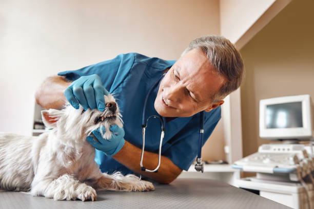 Best Emergency Dental Care for Broken or Chipped Teeth in Shavano Park, TX
